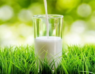 Племзавод «Степний» збільшив виробництво молока